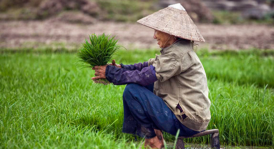 Rice farmer in Vietnam